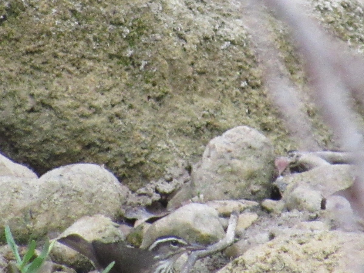 Louisiana Waterthrush - ML605310031