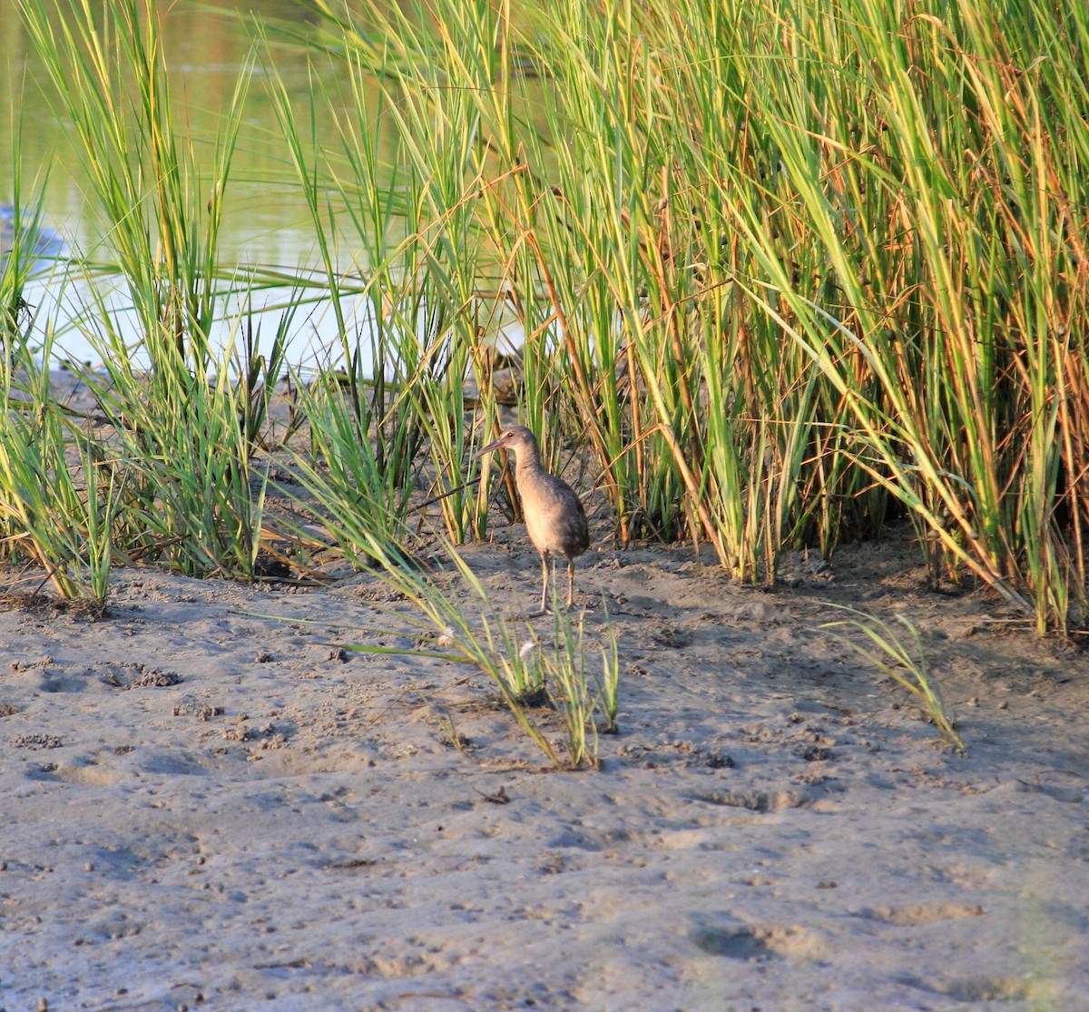 Clapper Rail - ML605310341