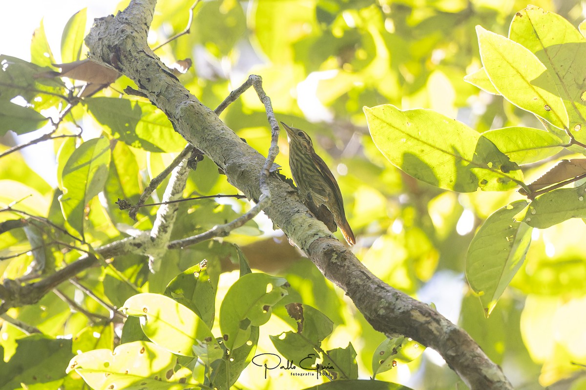 Rufous-tailed Xenops - Pablo Eguia
