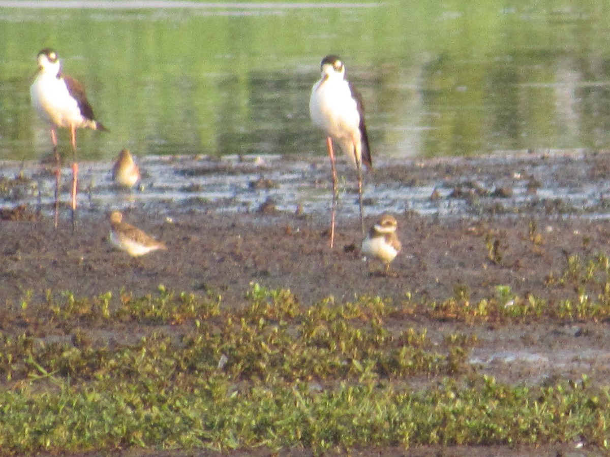 Semipalmated Plover - ML605311841