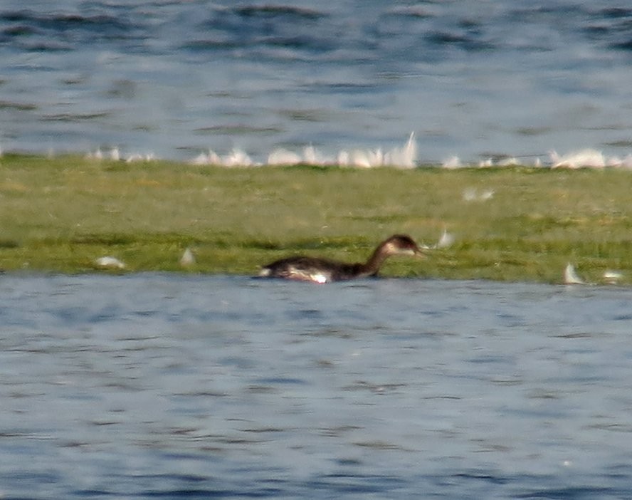 Eared Grebe - ML605311931