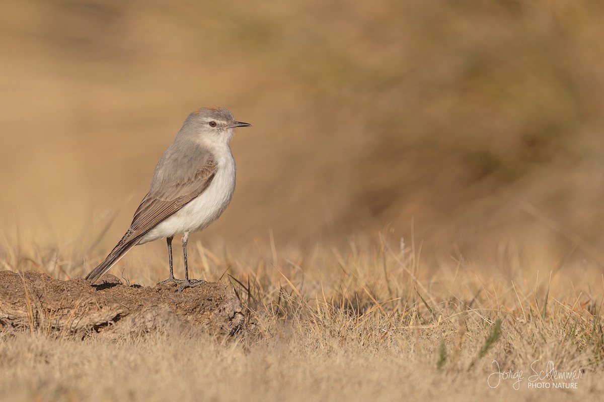 Rufous-naped Ground-Tyrant - ML605312001