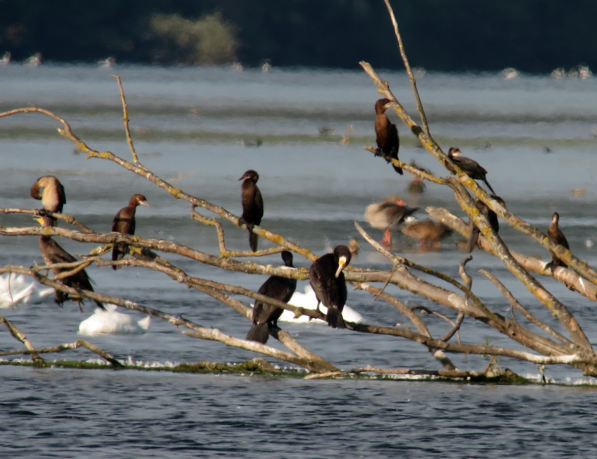 Cormorán Pigmeo - ML605312011