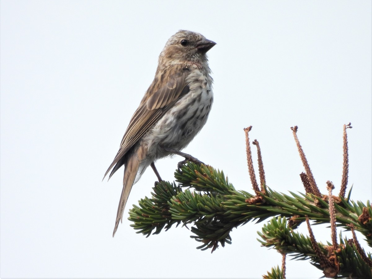 Cassin's Finch - Don Manson