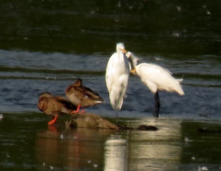 Eurasian Spoonbill - Denis Dujardin