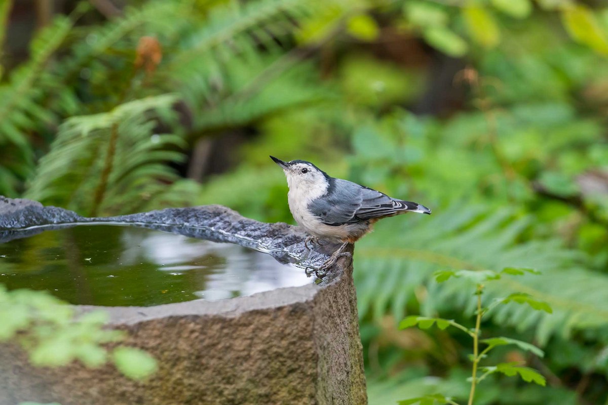 White-breasted Nuthatch - ML605313131