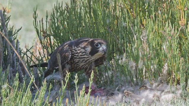 Peregrine Falcon (North American) - ML605315341