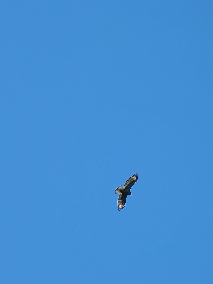 Red-tailed Hawk - ML605315441