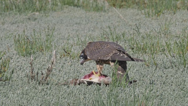 Peregrine Falcon (North American) - ML605315471