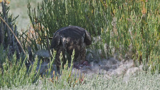 Peregrine Falcon (North American) - ML605315491