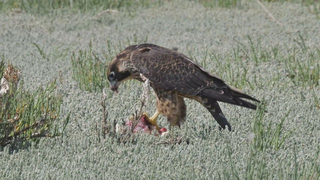 Peregrine Falcon (North American) - ML605315501