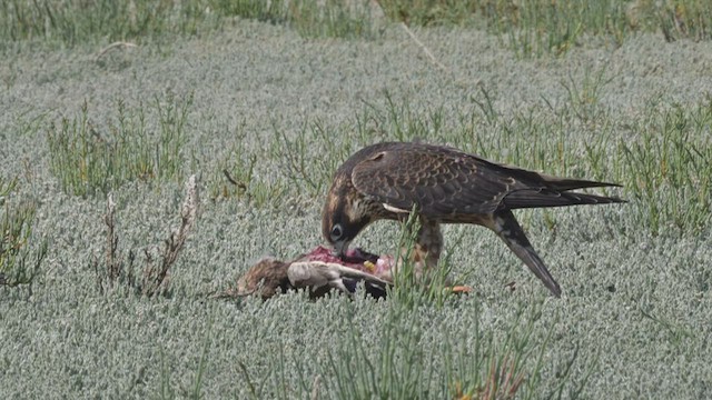 Peregrine Falcon (North American) - ML605315511