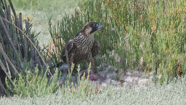Peregrine Falcon (North American) - ML605315531