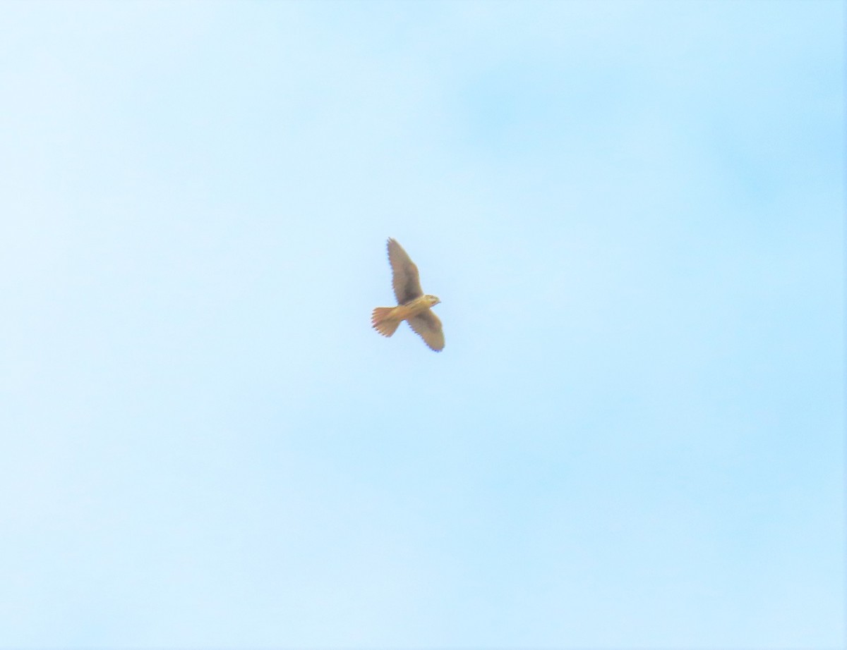 Prairie Falcon - Kevin Topping