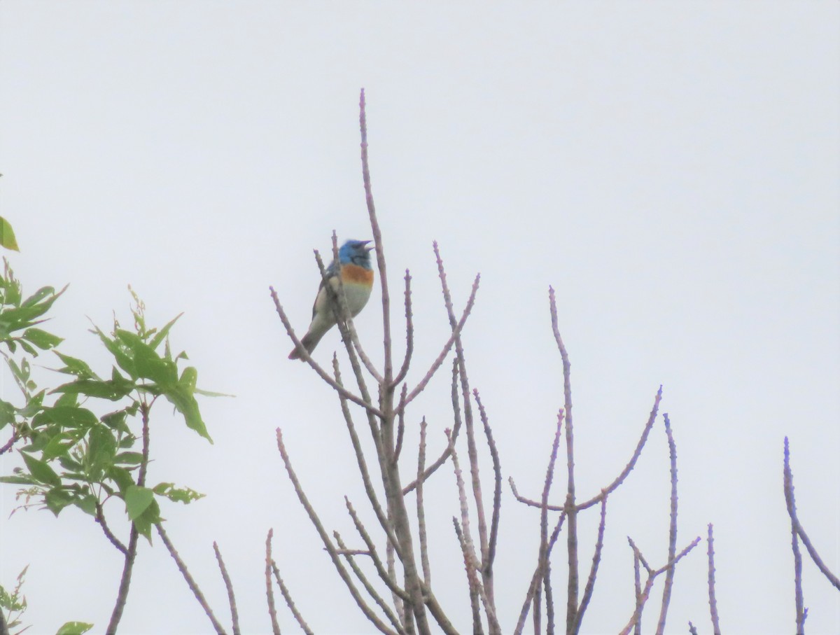 Lazuli Bunting - ML605317491