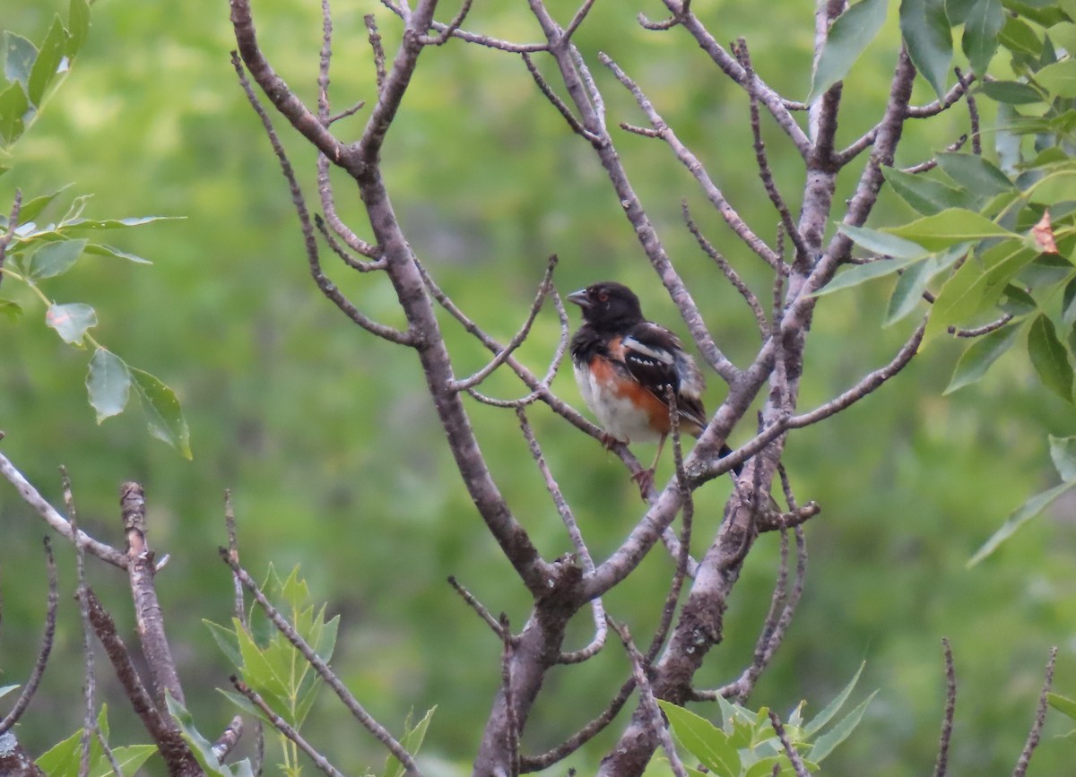 Spotted Towhee - ML605317891