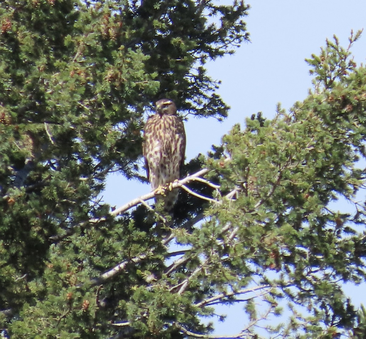 American Goshawk - ML605317931