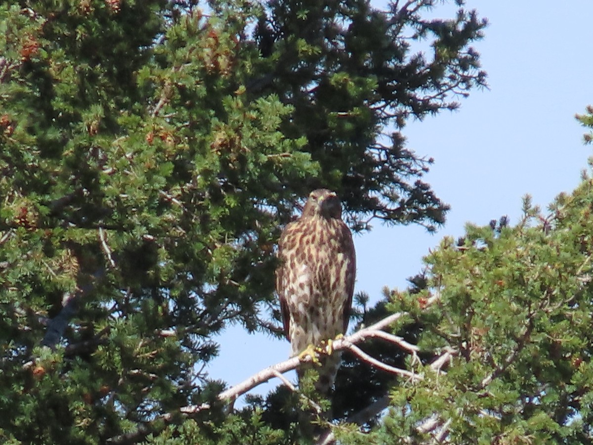 American Goshawk - ML605317941