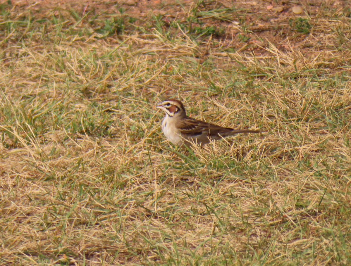 Lark Sparrow - ML605318201