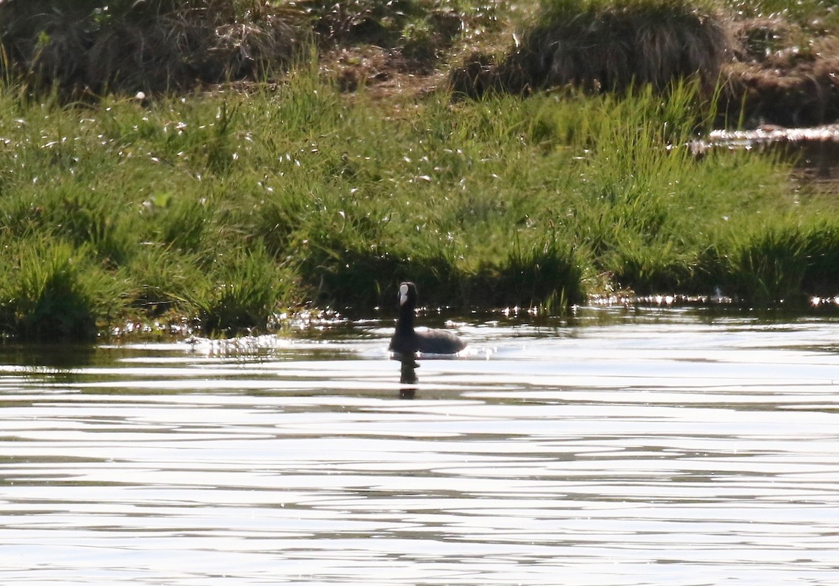 Eurasian Coot - ML605318751