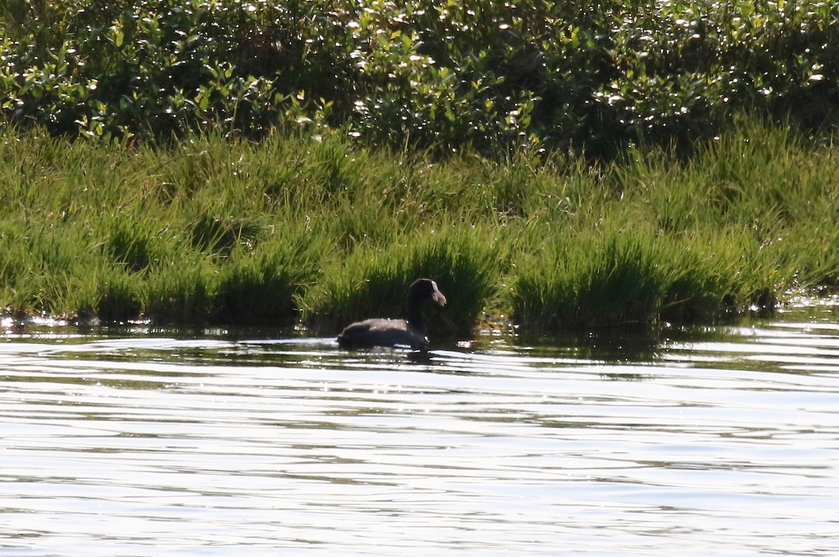 Eurasian Coot - ML605318761