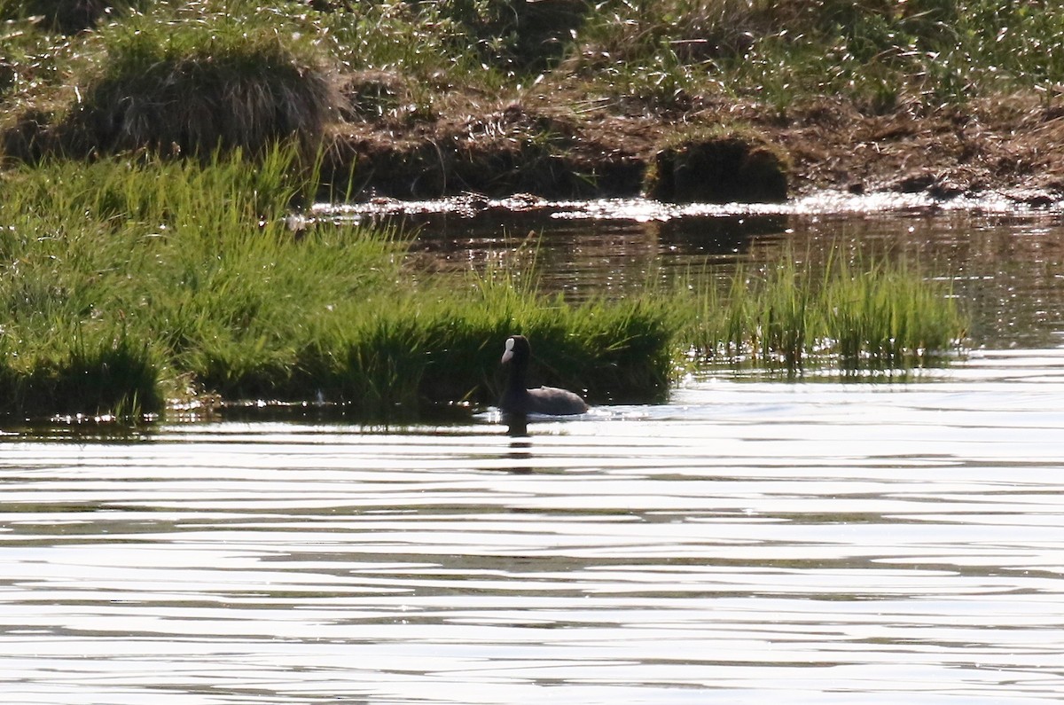 Eurasian Coot - ML605318771