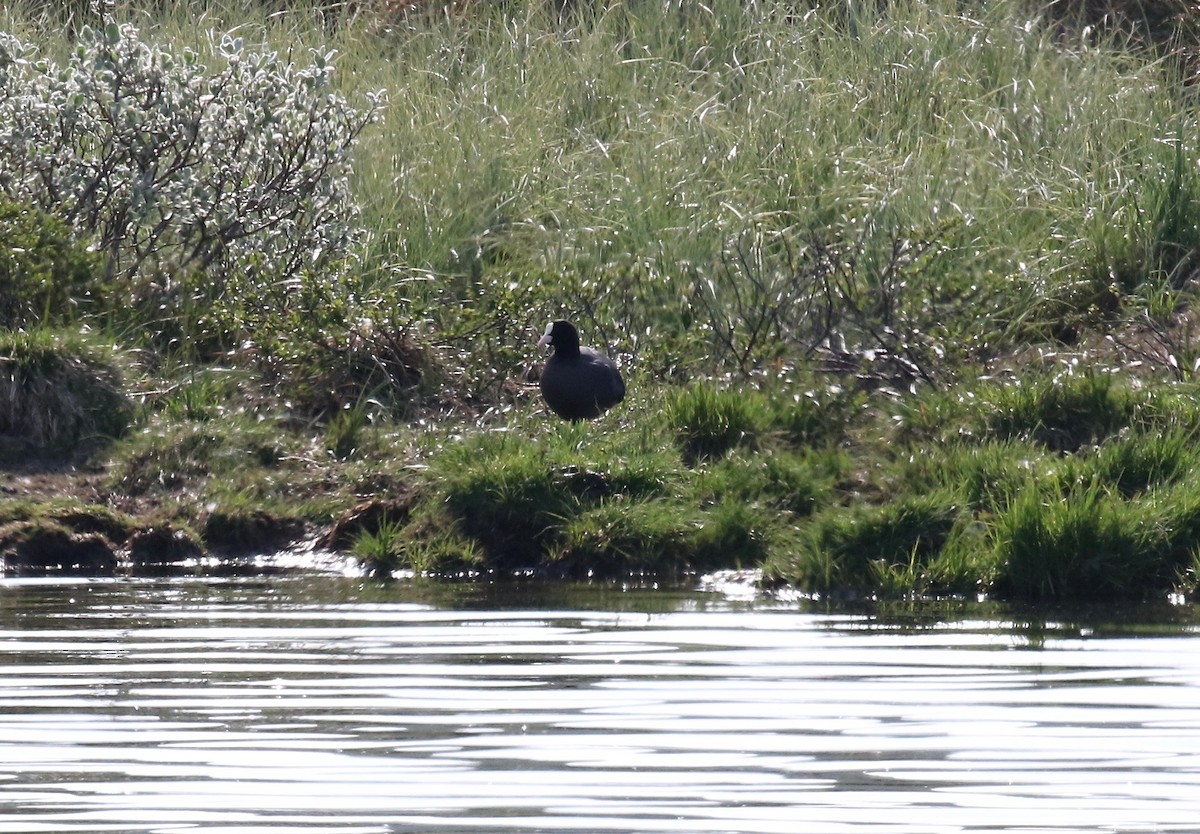 Eurasian Coot - Sandy Vorpahl