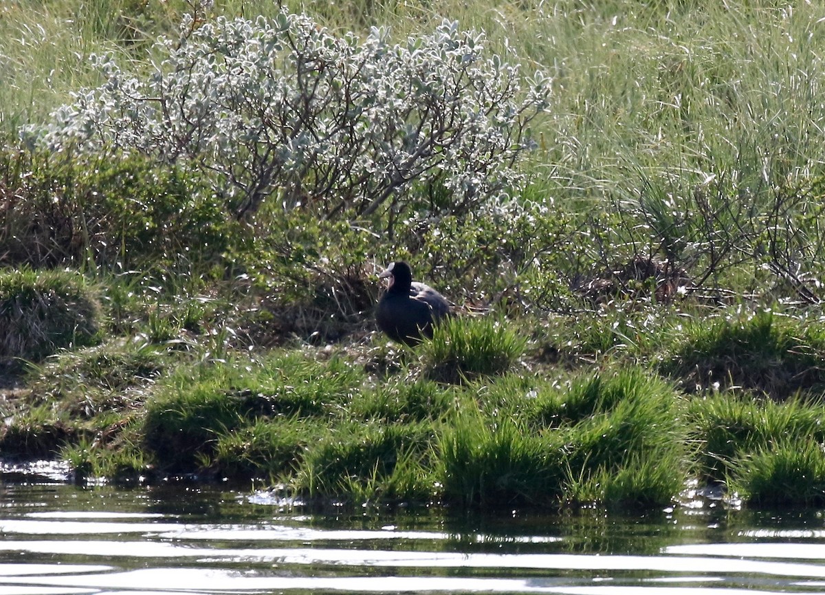 Eurasian Coot - Sandy Vorpahl