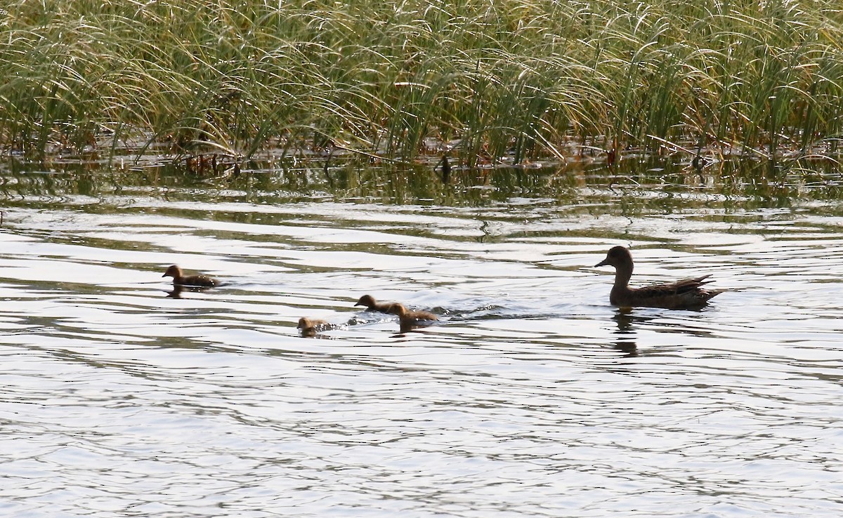 Eurasian Wigeon - Sandy Vorpahl