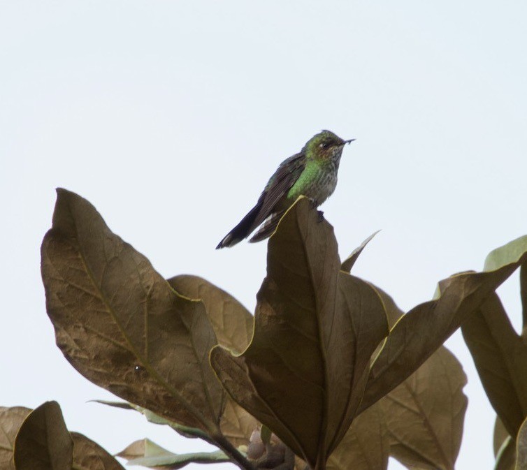 Purple-backed Thornbill - ML605320791