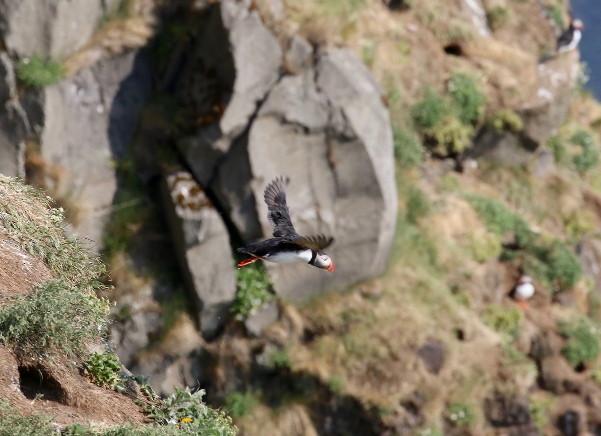 Atlantic Puffin - ML605321171