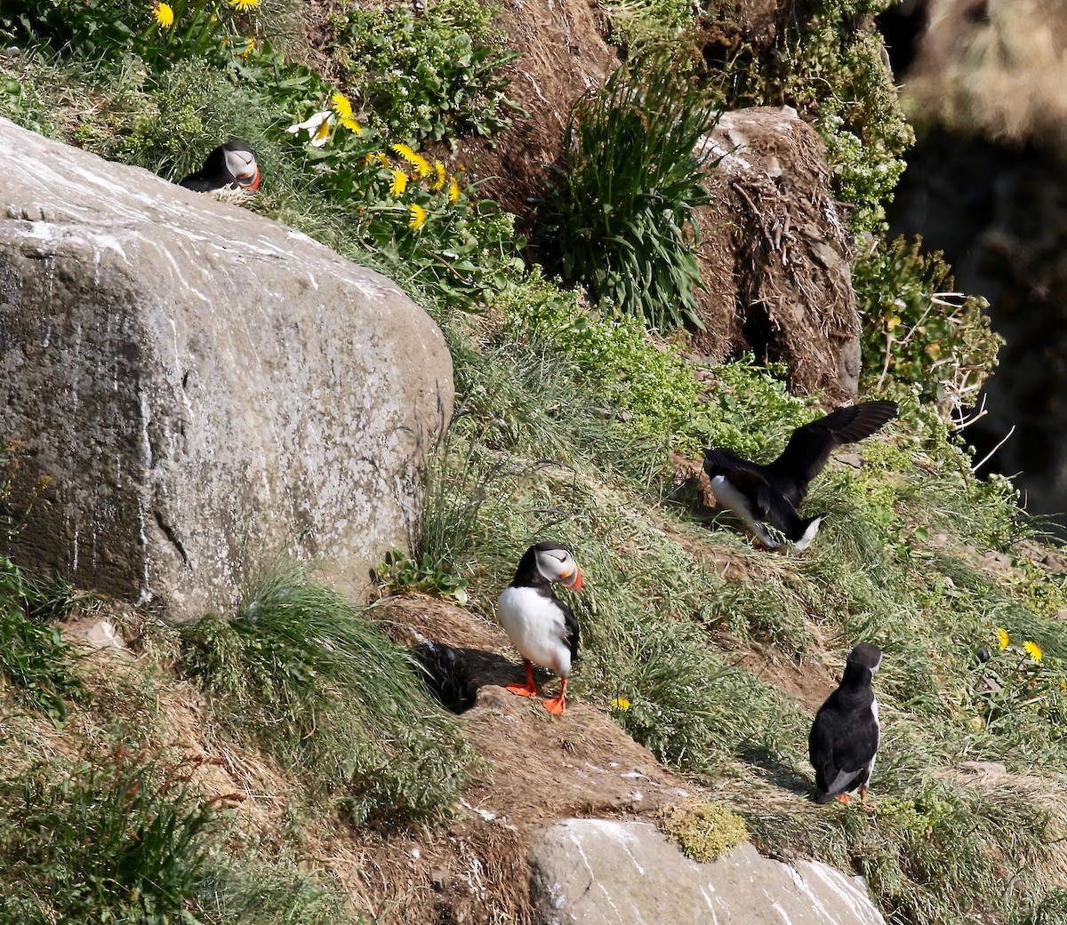 Atlantic Puffin - ML605321271