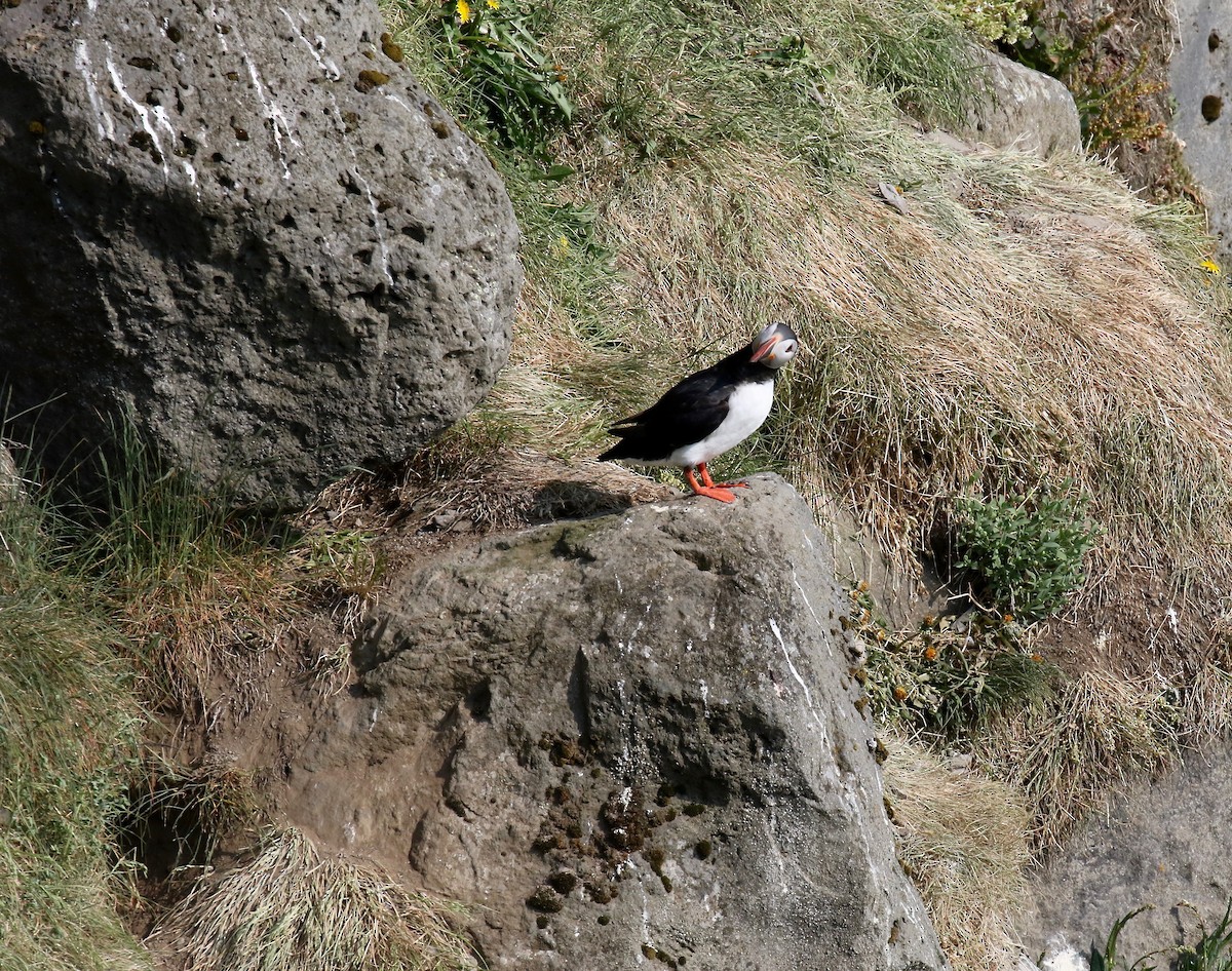 Atlantic Puffin - ML605321371