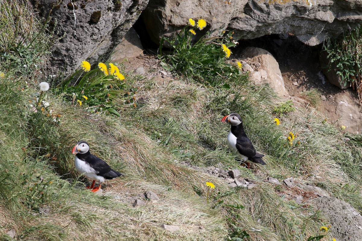 Atlantic Puffin - ML605321381