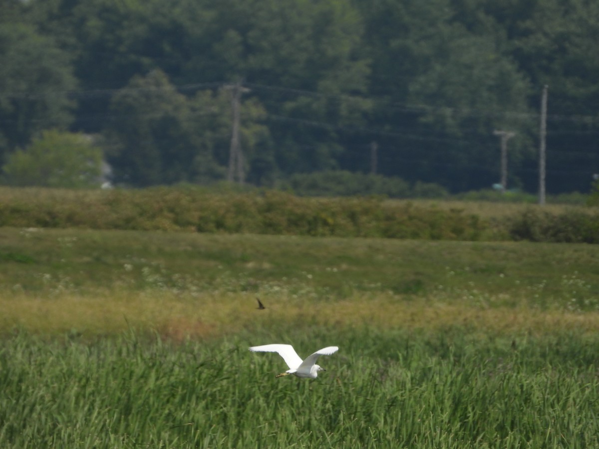 Little Blue Heron - ML605321771