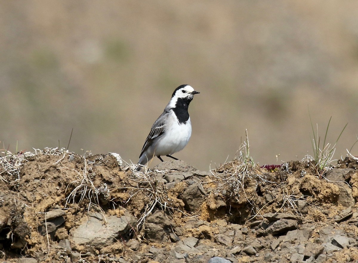 White Wagtail - ML605321891