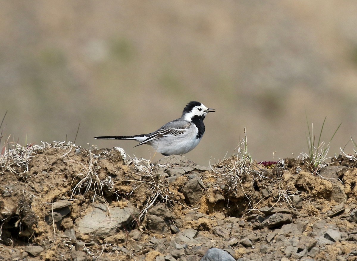 White Wagtail - ML605321911