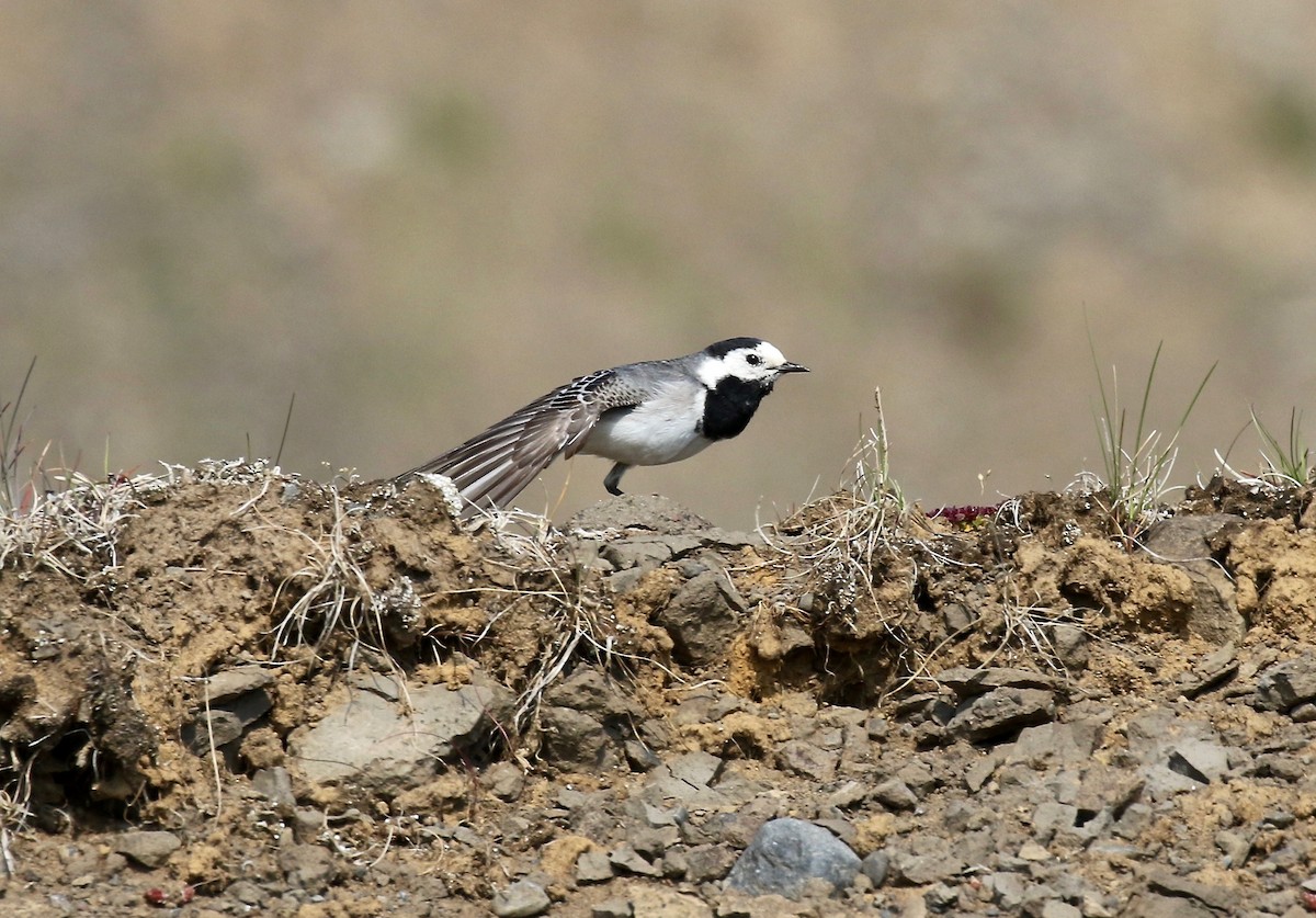 White Wagtail - ML605321981