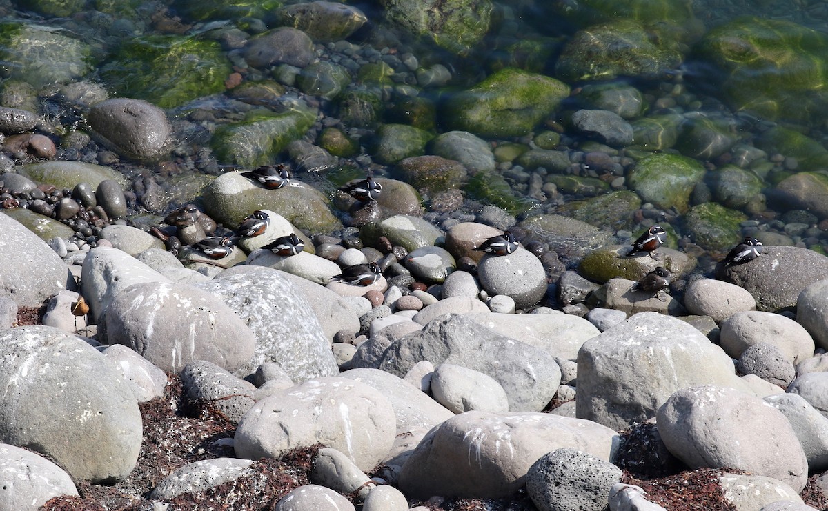 Harlequin Duck - ML605322411