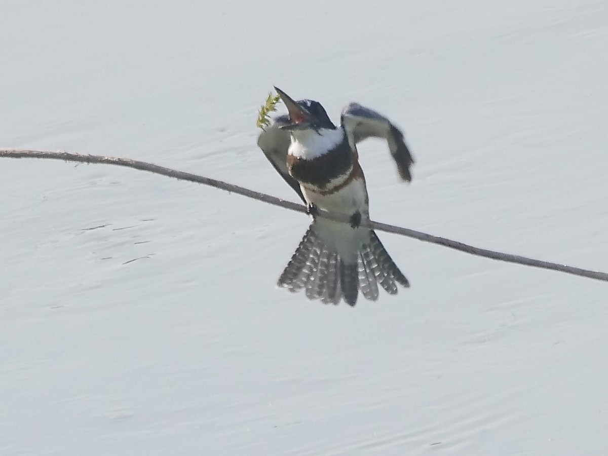 Belted Kingfisher - ML605323171