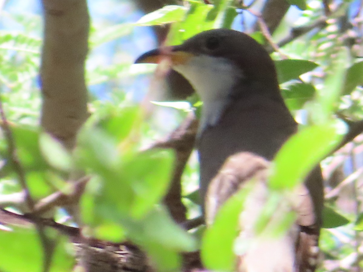 Yellow-billed Cuckoo - ML605323241