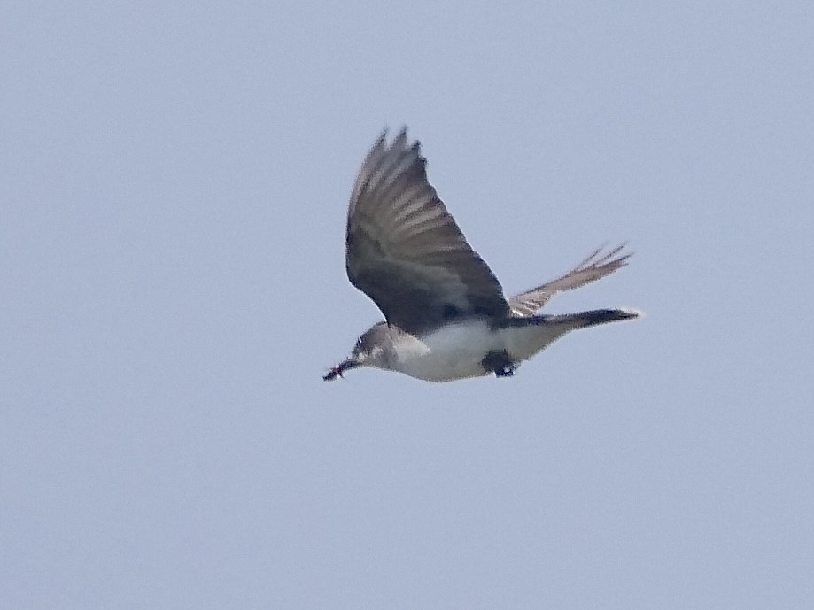 Eastern Kingbird - ML605323281