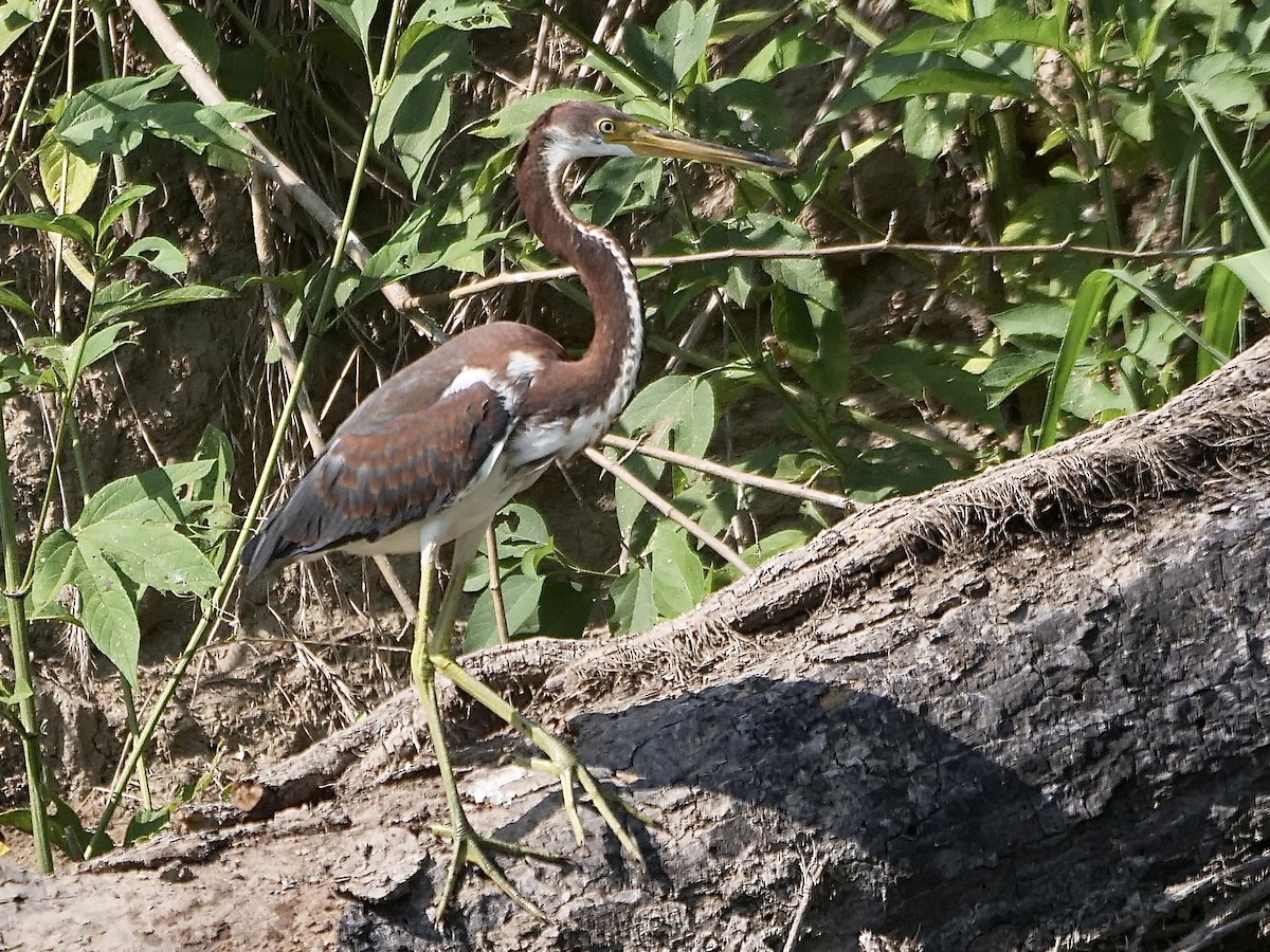 Tricolored Heron - ML605324041