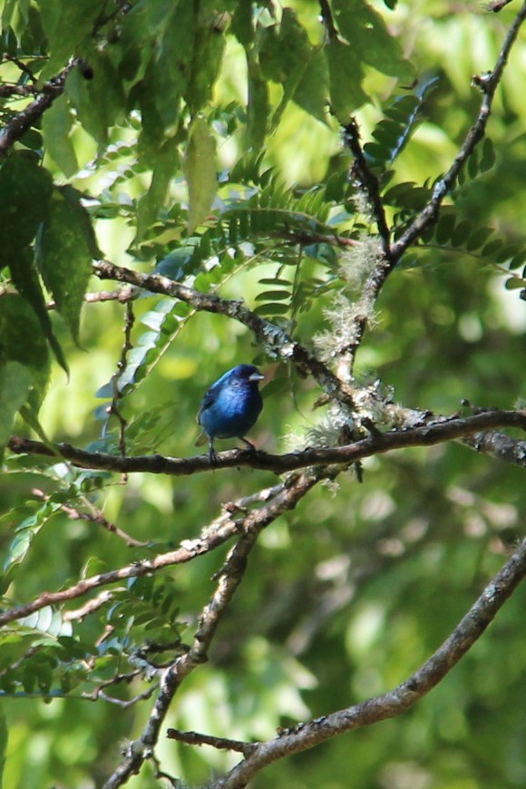 Indigo Bunting - ML605324151