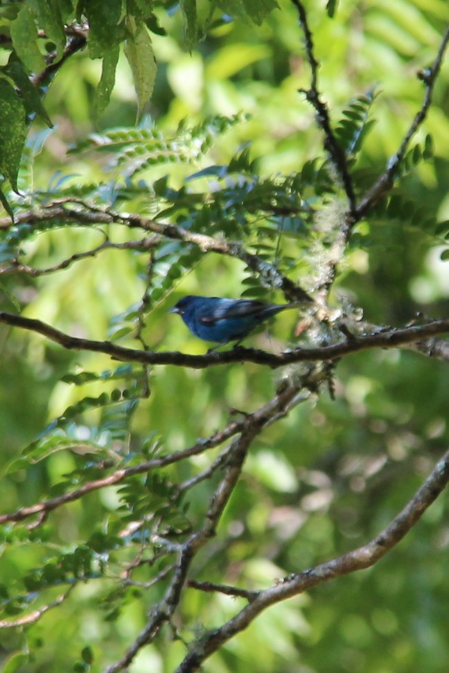 Indigo Bunting - ML605324171