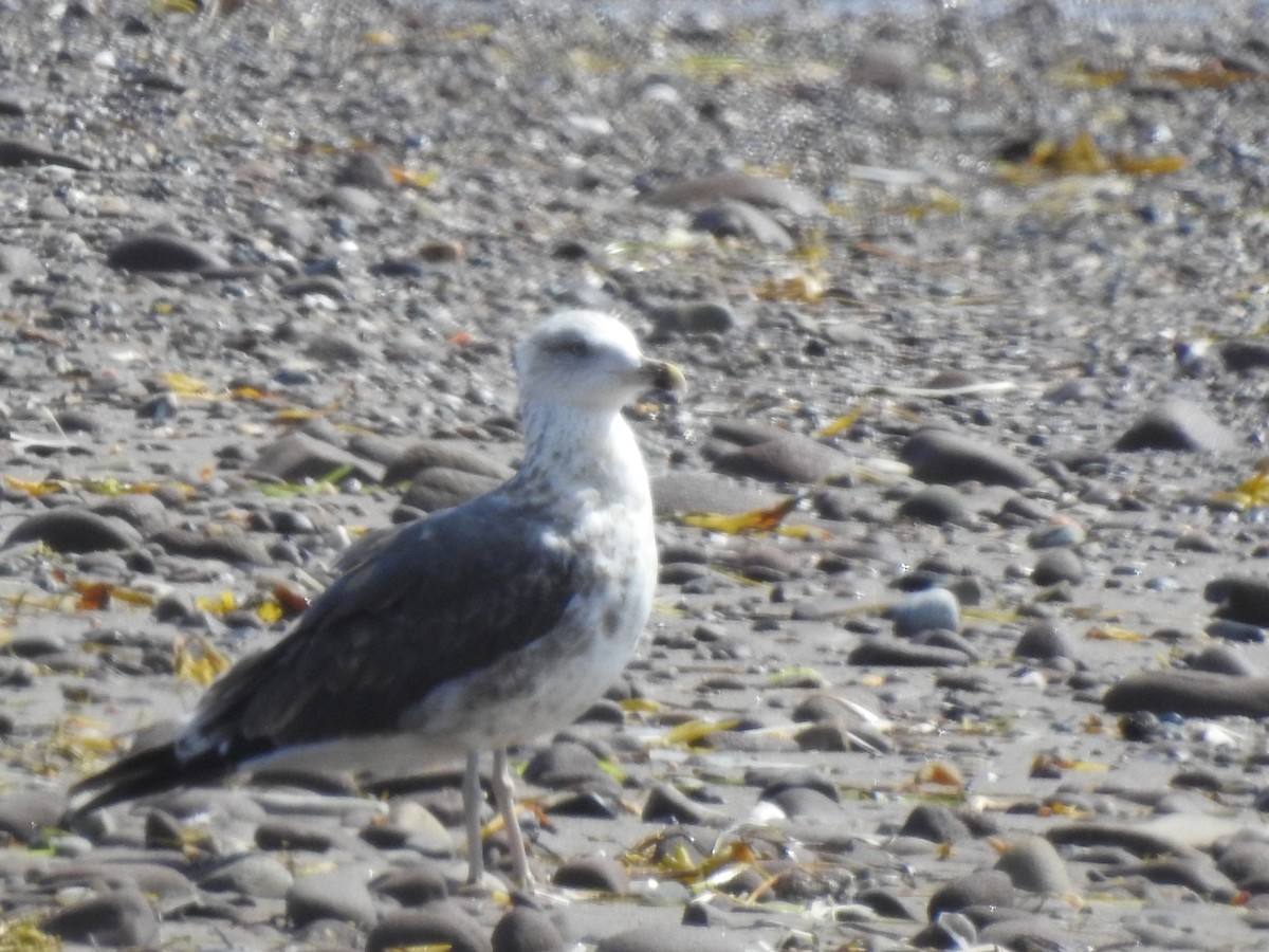 Lesser Black-backed Gull - ML605324311