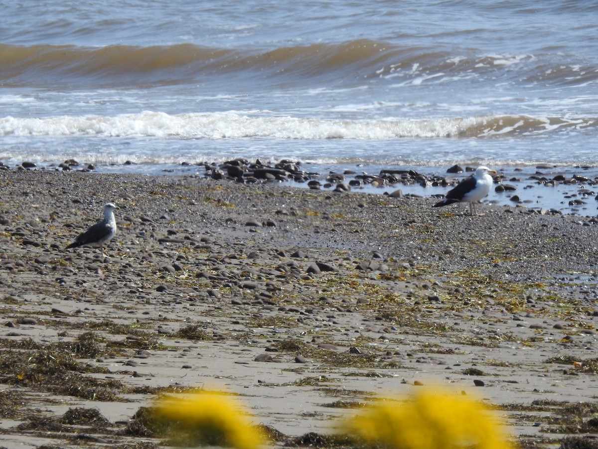 Lesser Black-backed Gull - ML605324331