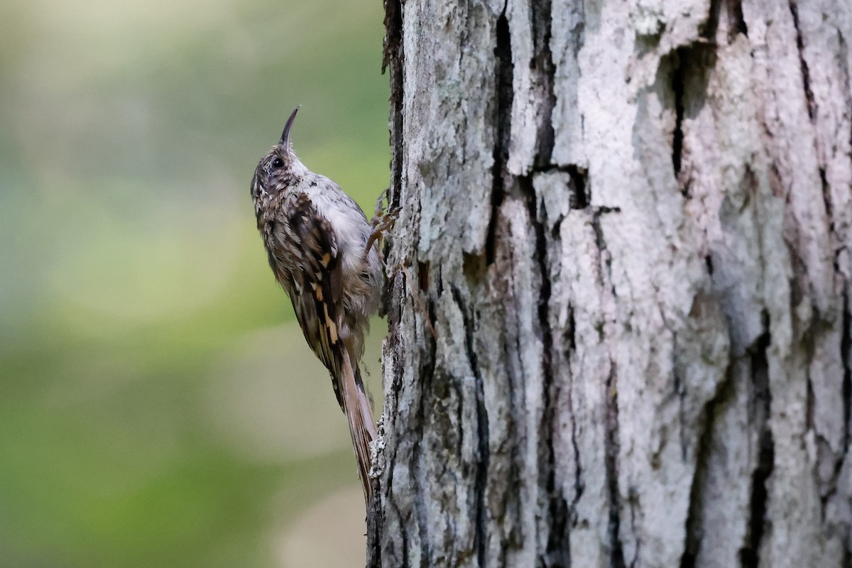Brown Creeper - Baxter Beamer