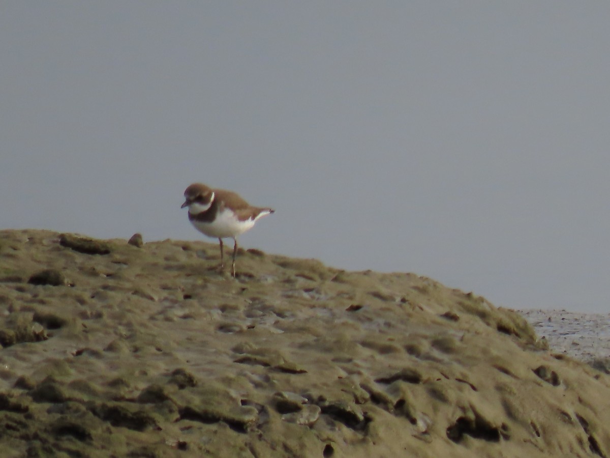 Semipalmated Plover - ML605325241