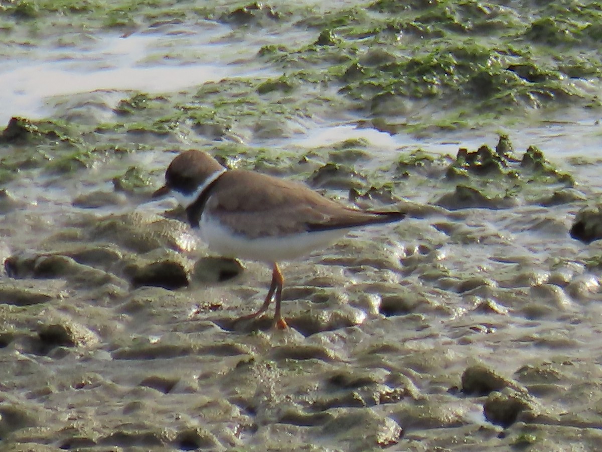 Semipalmated Plover - ML605325251